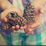 holding pine cones
